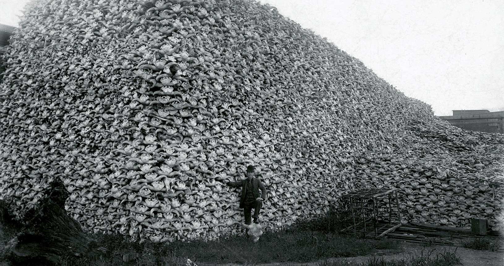 Berg von Bison-Schädeln in einem Werk zur Düngerherstellung in Detroit (USA), um 1892 (Public Domain)